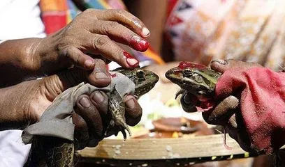 Indian customs villagers hold wedding ceremony for frogs5