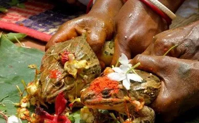Indian customs villagers hold wedding ceremony for frogs6