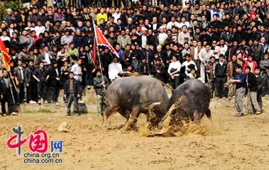 Dong Bullfighting Festival1 