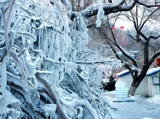 Xinjiang New Year customs worship trees0 