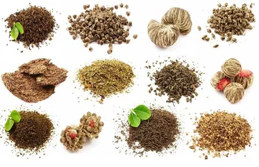 Can green tea help you lose weight? Can you scrape oil?