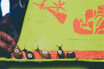 Spaniards. Snails