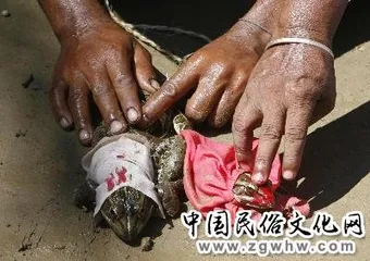 Indian villages have a big wedding for frogs1