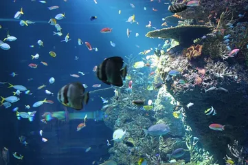 The strangest Guinness record