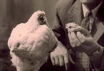 Seven incredible strange animal stories: outstanding painter dog