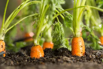 Eat more carrots, can you lose weight?2