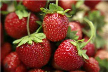 What fruits can I eat to lose weight?